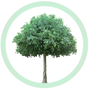 الأشجار والنباتات الطبيعية