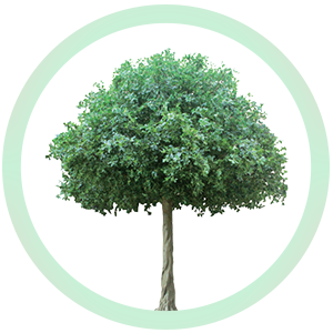 الأشجار والنباتات الطبيعية الأشجار والنباتات الطبيعية