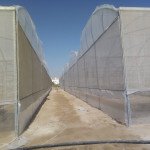 صالة زراعية مغطى بشبك ابو بلاستيك حسب طلب العميل