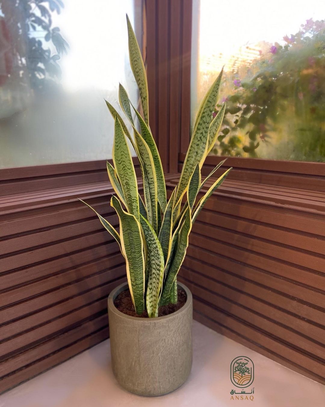 نبات الثعبان مع حوض رمادي فايبر