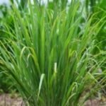 عطرة-عشبة الليمون