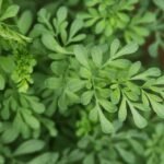 شذاب-سذاب